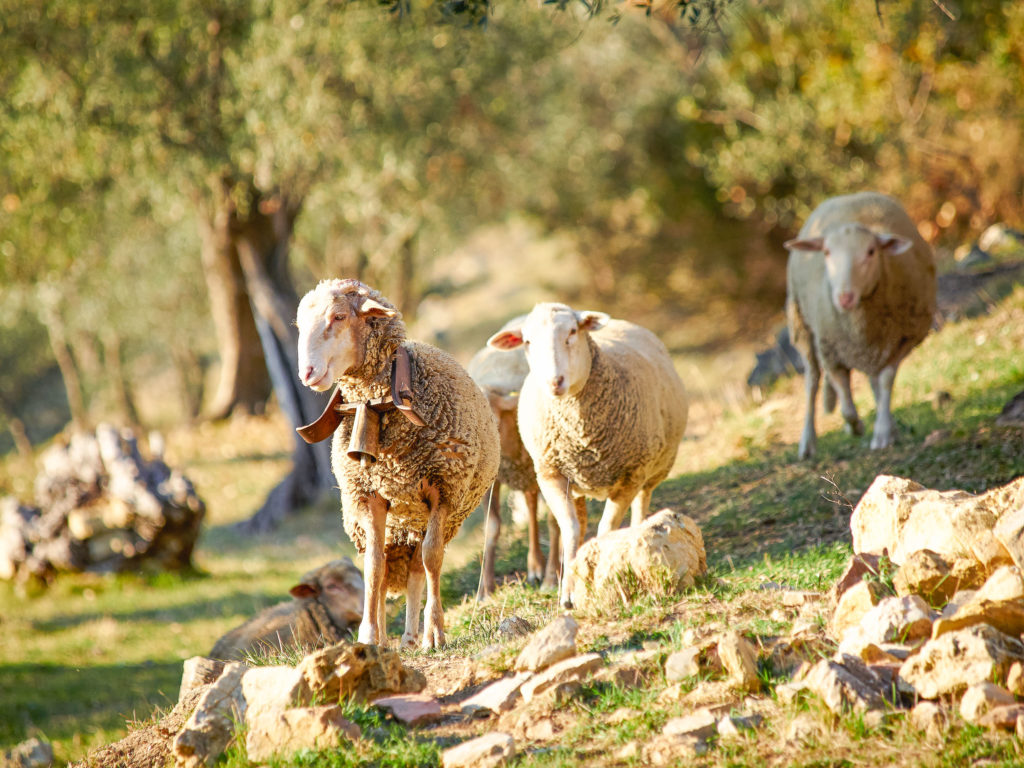 Schafe auf dem Anwesen des Castello San Peyre im südfranzösischen Opio bei Grasse