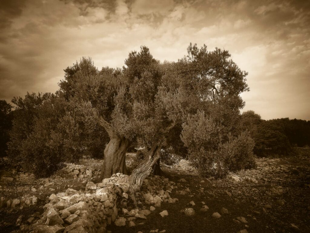 peter podpera landscape photography olive trees lun pag croatia 7187414